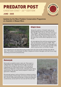 thumbnail of cheetah chat 26